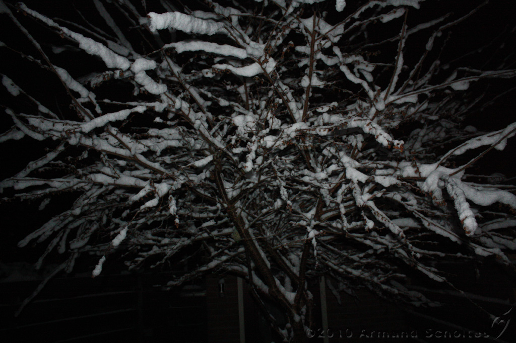 SneeuwBomen_008.jpg