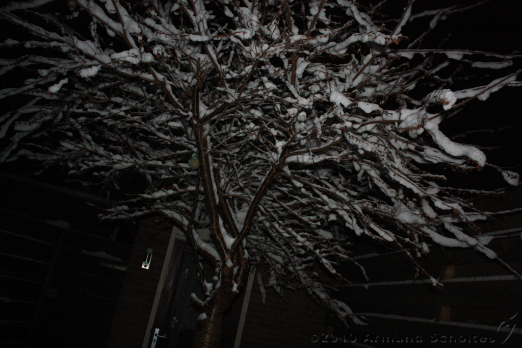 SneeuwBomen_009.jpg