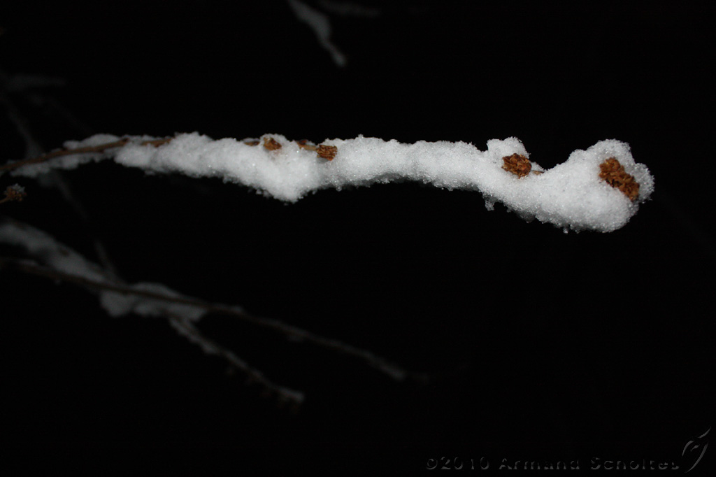 SneeuwBomen_010.jpg