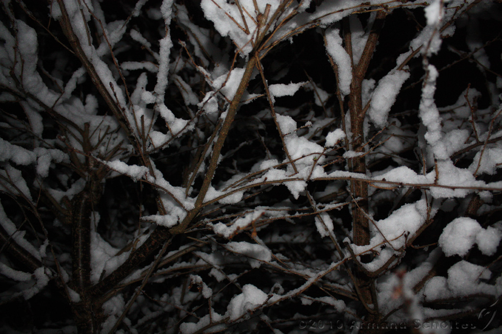 SneeuwBomen_012.jpg