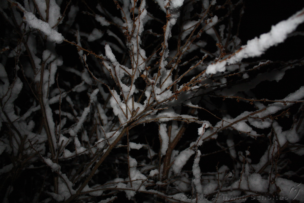 SneeuwBomen_013.jpg