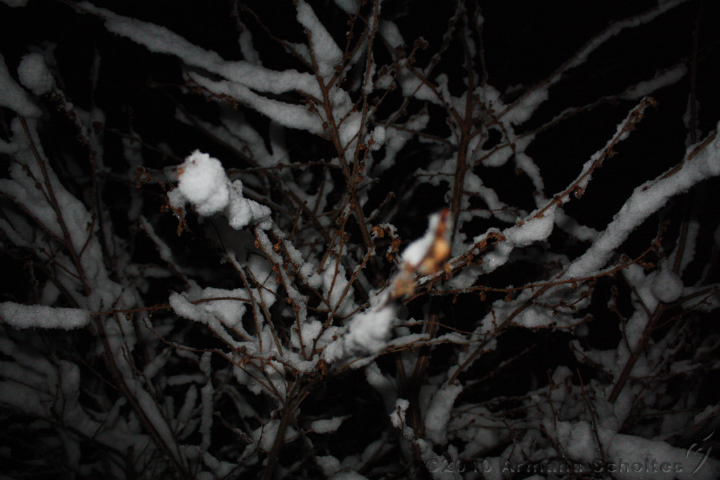 SneeuwBomen_014.jpg