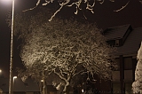 SneeuwBomen_002