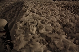 SneeuwBomen_003