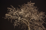SneeuwBomen_005
