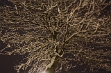 SneeuwBomen_006