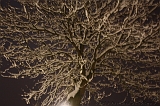 SneeuwBomen_007