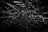 SneeuwBomen_008