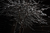 SneeuwBomen_009