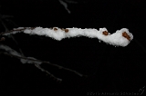 SneeuwBomen_010