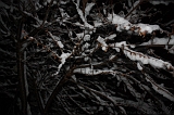 SneeuwBomen_011