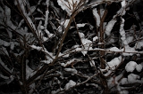 SneeuwBomen_012