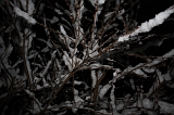 SneeuwBomen_013