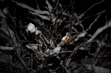 SneeuwBomen_014