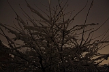 SneeuwBomen_015