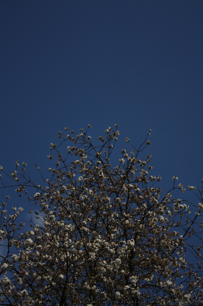 Bloesem_004.jpg