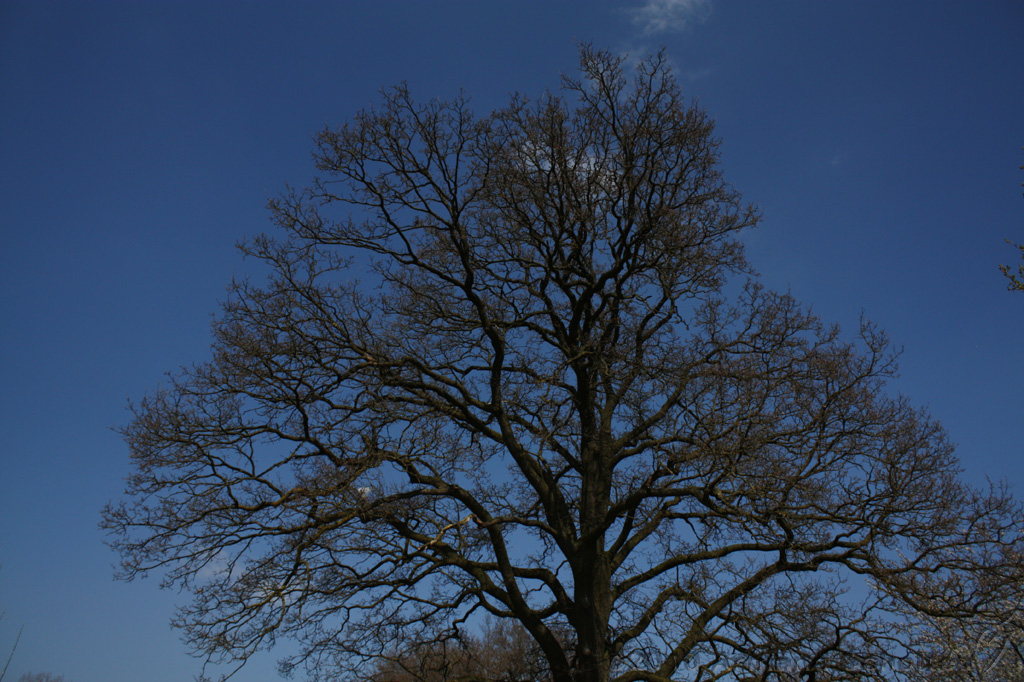 Bloesem_007.jpg