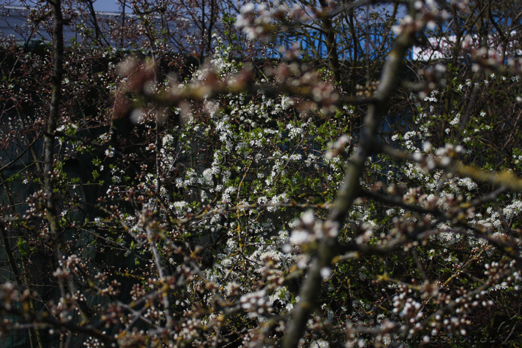 Bloesem_014.jpg