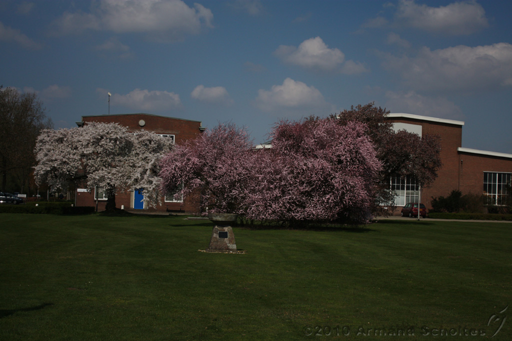 Bloesem_018.jpg
