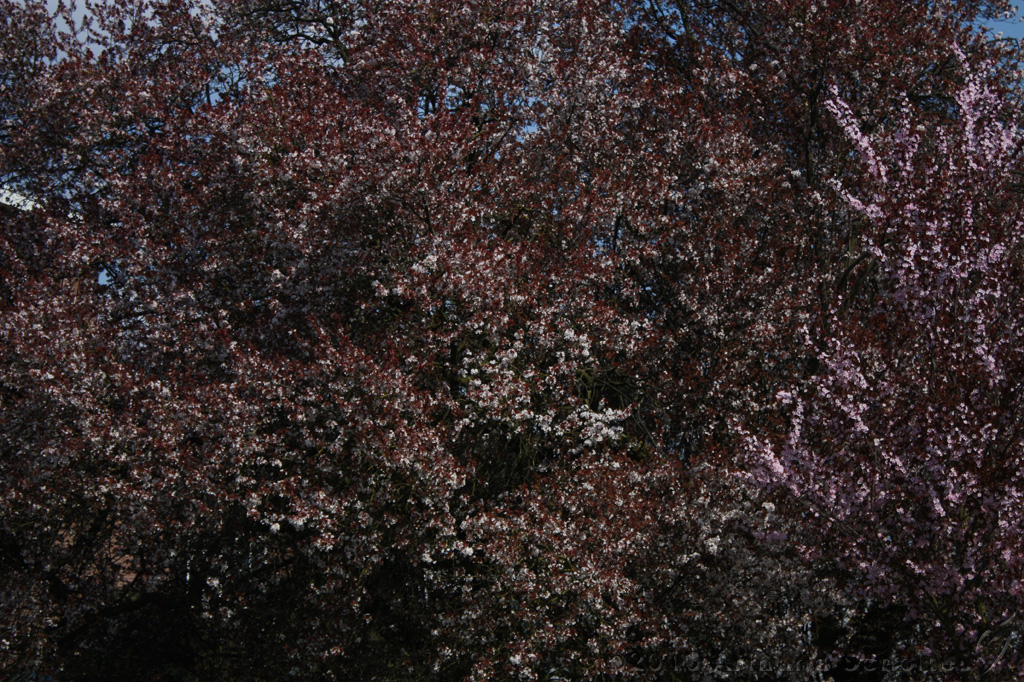 Bloesem_024.jpg