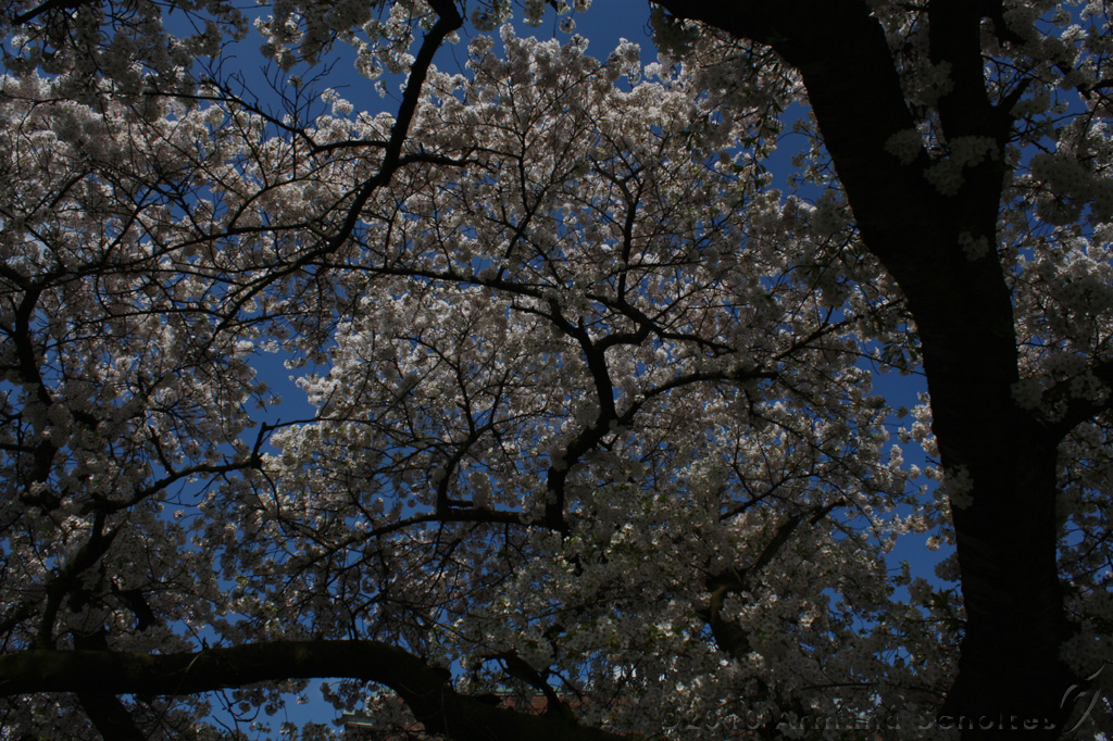 Bloesem_044.jpg