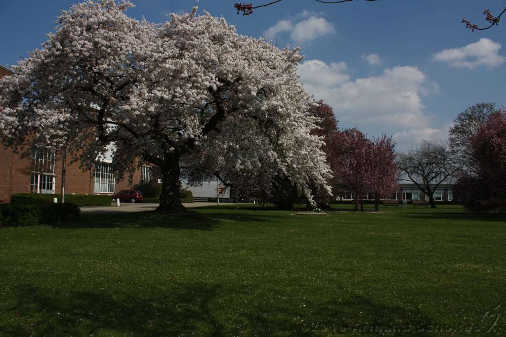 Bloesem_049.jpg