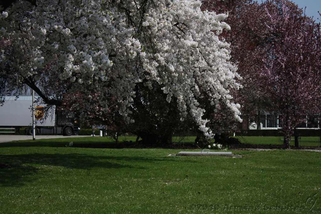 Bloesem_050.jpg