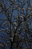Bloesem_001