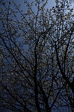Bloesem_002