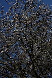 Bloesem_003