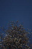 Bloesem_004
