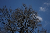 Bloesem_005