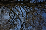 Bloesem_006