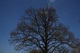Bloesem_007