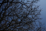 Bloesem_008