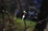 Bloesem_009