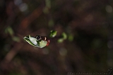 Bloesem_010