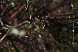 Bloesem_011