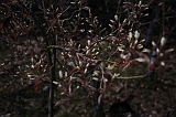 Bloesem_012