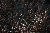 Bloesem_013