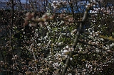 Bloesem_014