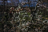 Bloesem_015