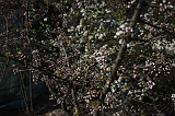 Bloesem_016