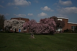 Bloesem_017