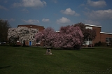 Bloesem_018