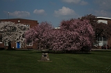 Bloesem_019
