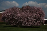 Bloesem_020