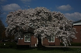 Bloesem_021
