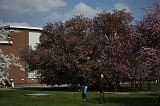 Bloesem_022