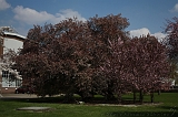Bloesem_023